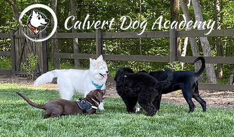 Calvert Dog Academy Puppy Play mobile