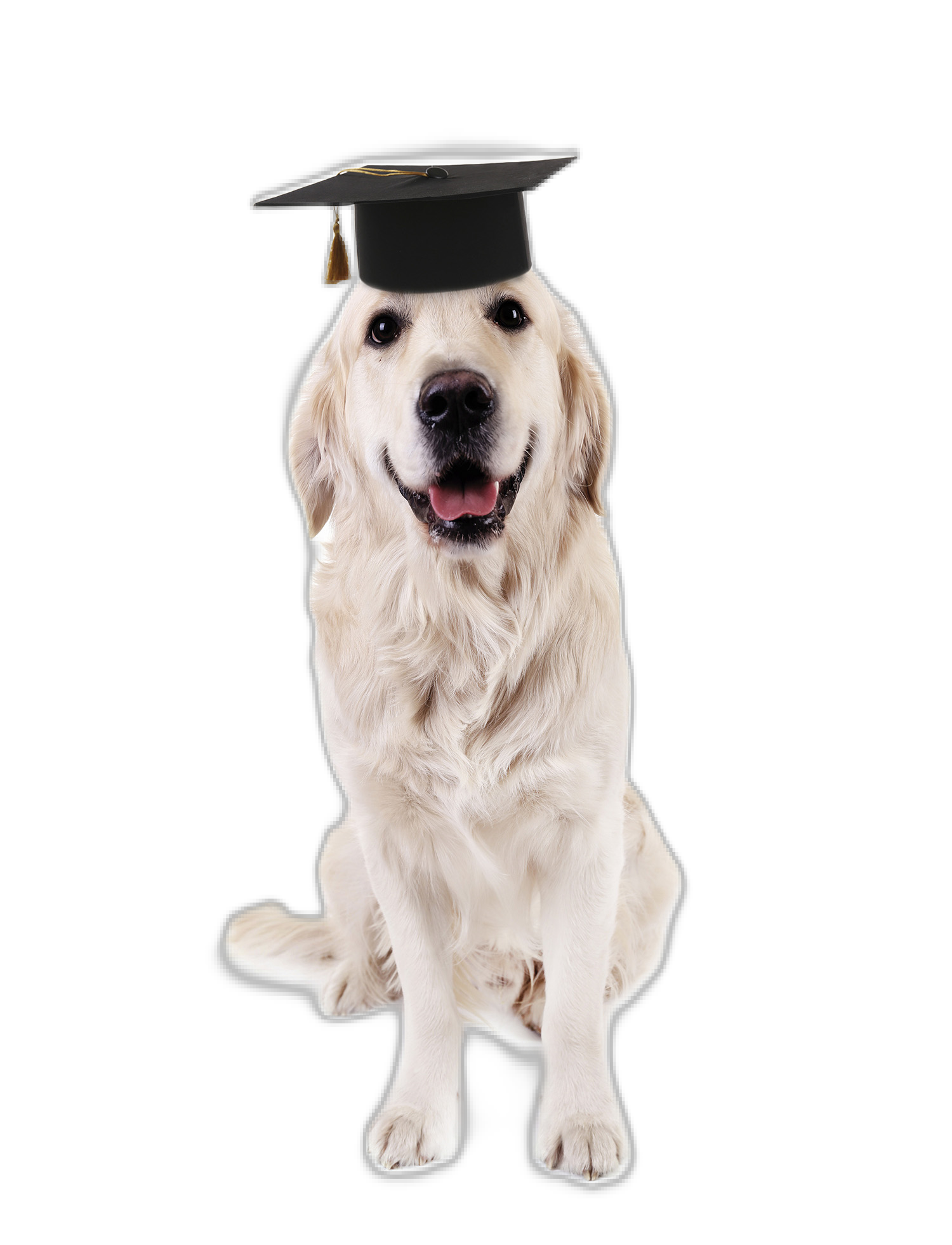 do you need a degree to be a dog trainer